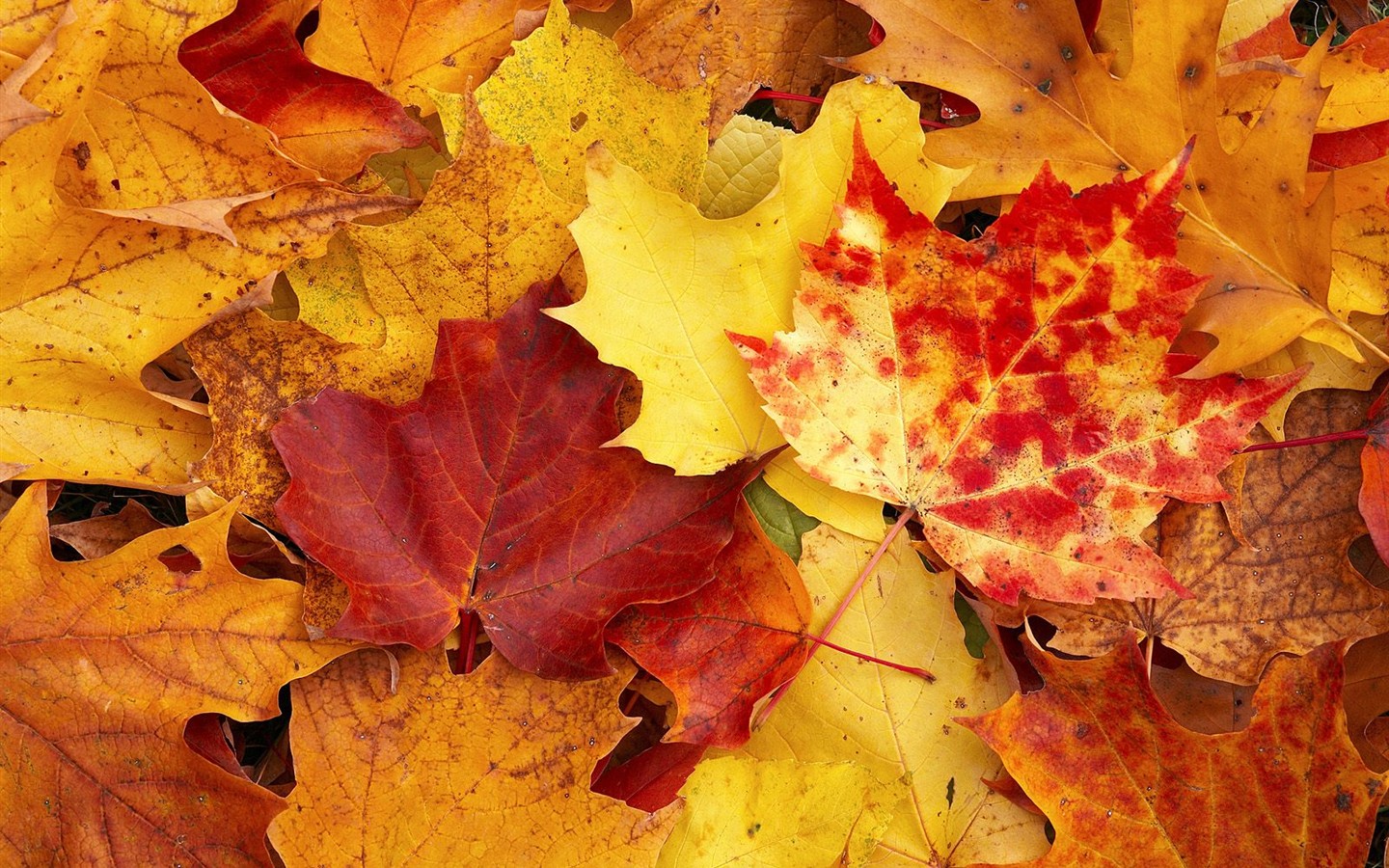 Fond d'écran épais décor de l'automne #20 - 1440x900
