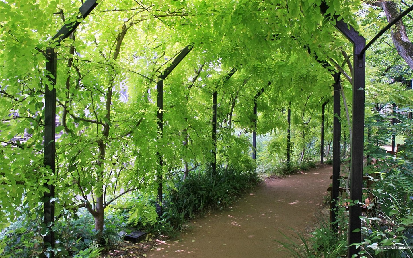 Parc beau fond d'écran #25 - 1440x900