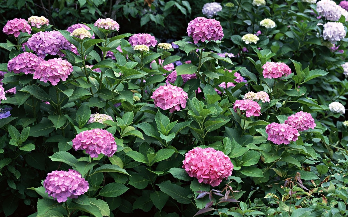 鮮豔奪目花朵高清壁紙 #9 - 1440x900