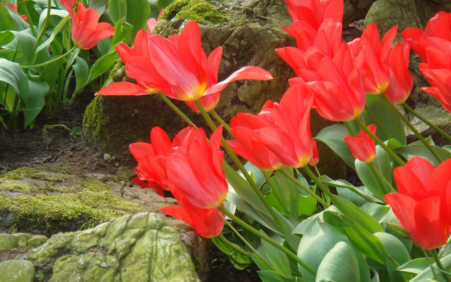 Fond d'écran HD de fleurs colorées #10 - 1440x900