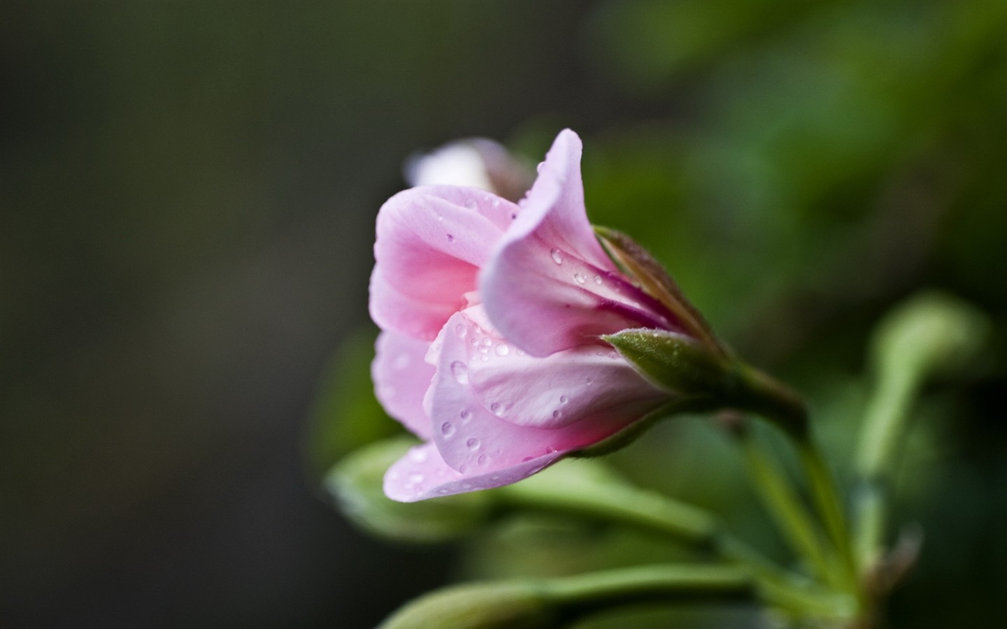 Fond d'écran HD de fleurs colorées #11 - 1440x900