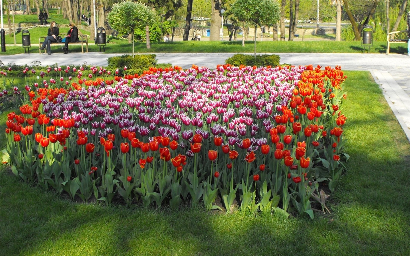 Fond d'écran HD de fleurs colorées #15 - 1440x900