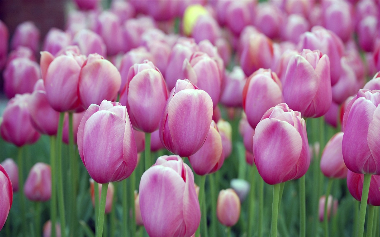 Fond d'écran HD de fleurs colorées #18 - 1440x900