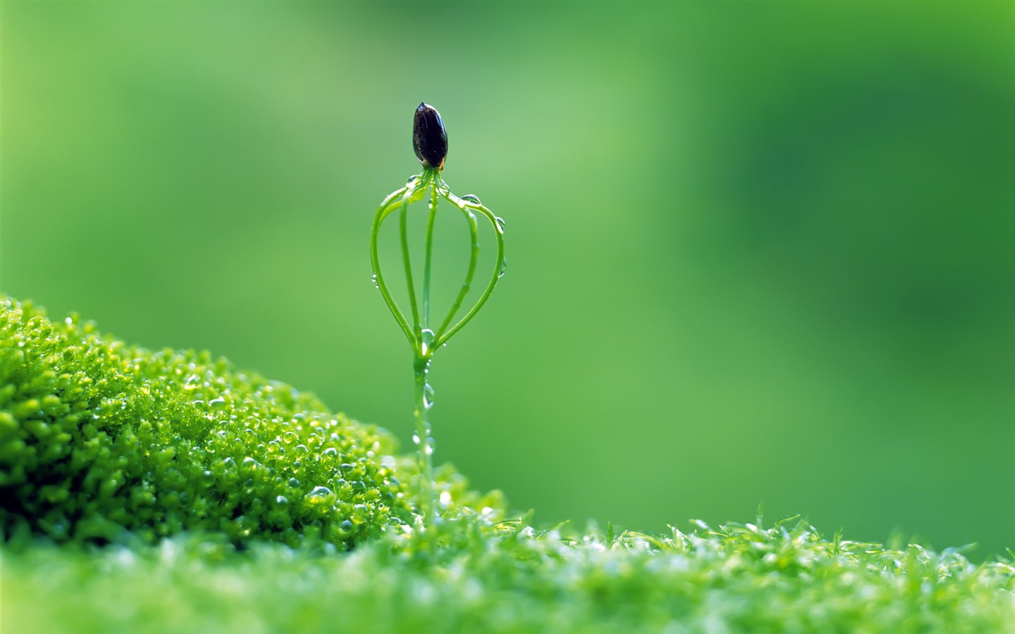 Sprout leaves HD Wallpaper (2) #15 - 1440x900