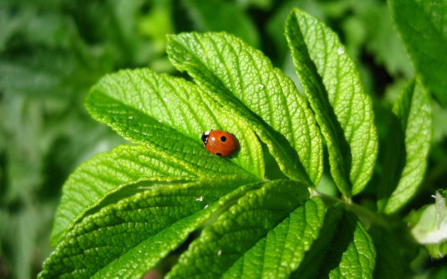 清新绿色植物壁纸1 - 1440x900