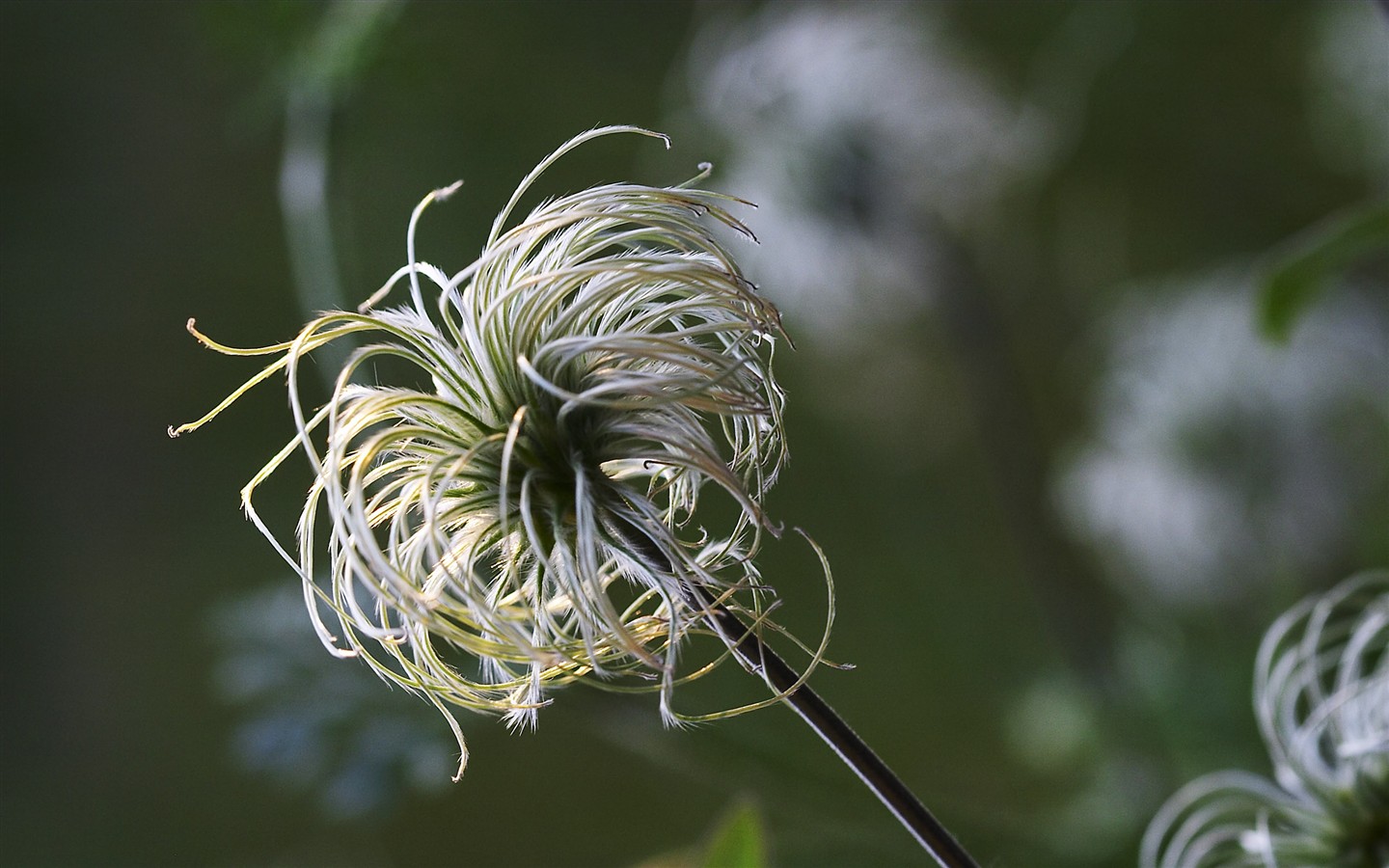 超大叶脉花草高清壁纸28 - 1440x900