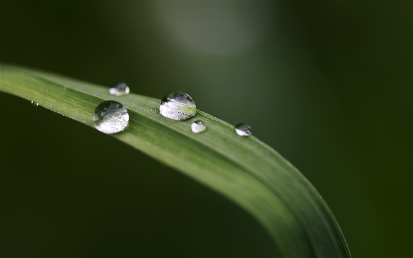 HD wallpaper květy velké žíly #36 - 1440x900