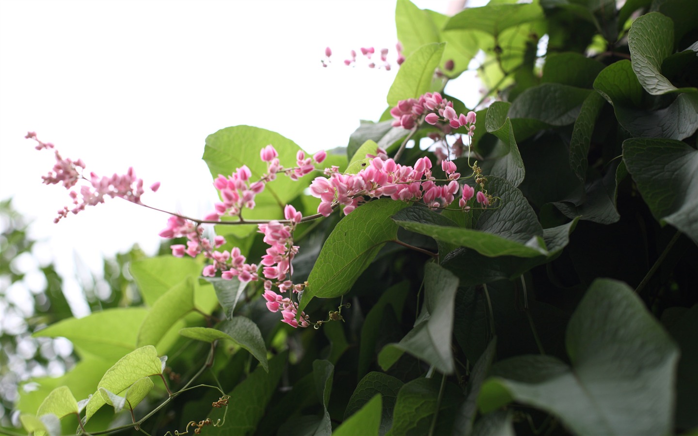 佳能 EOS 5D 樣張壁紙 #2 - 1440x900