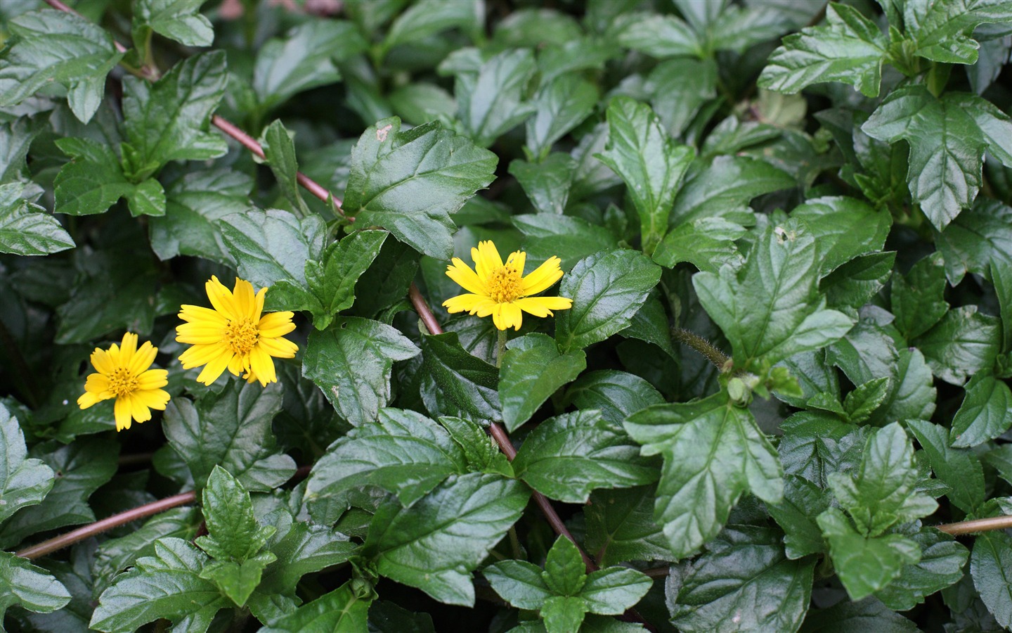 佳能 EOS 5D 樣張壁紙 #3 - 1440x900