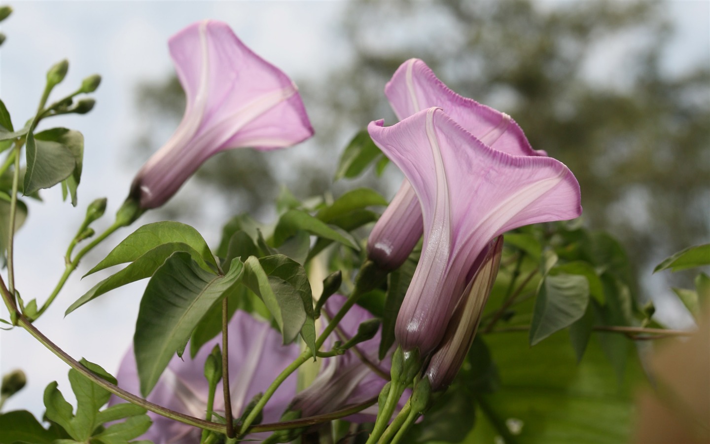 佳能 EOS 5D 样张壁纸 (评测样张)14 - 1440x900