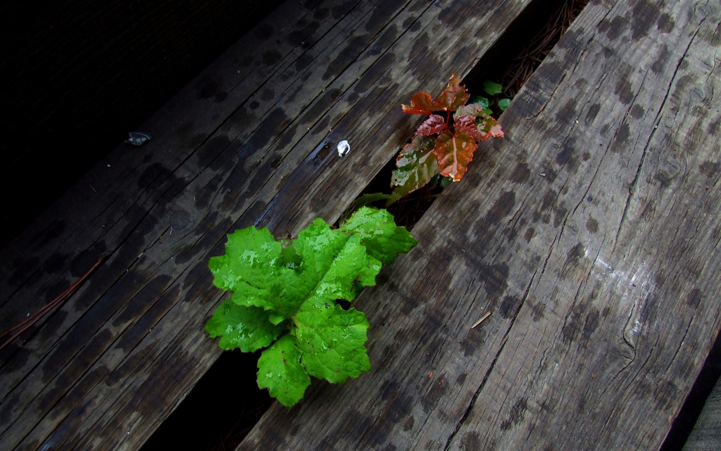 Aba collecting folk songs (2) (worms every day works) #10 - 1440x900