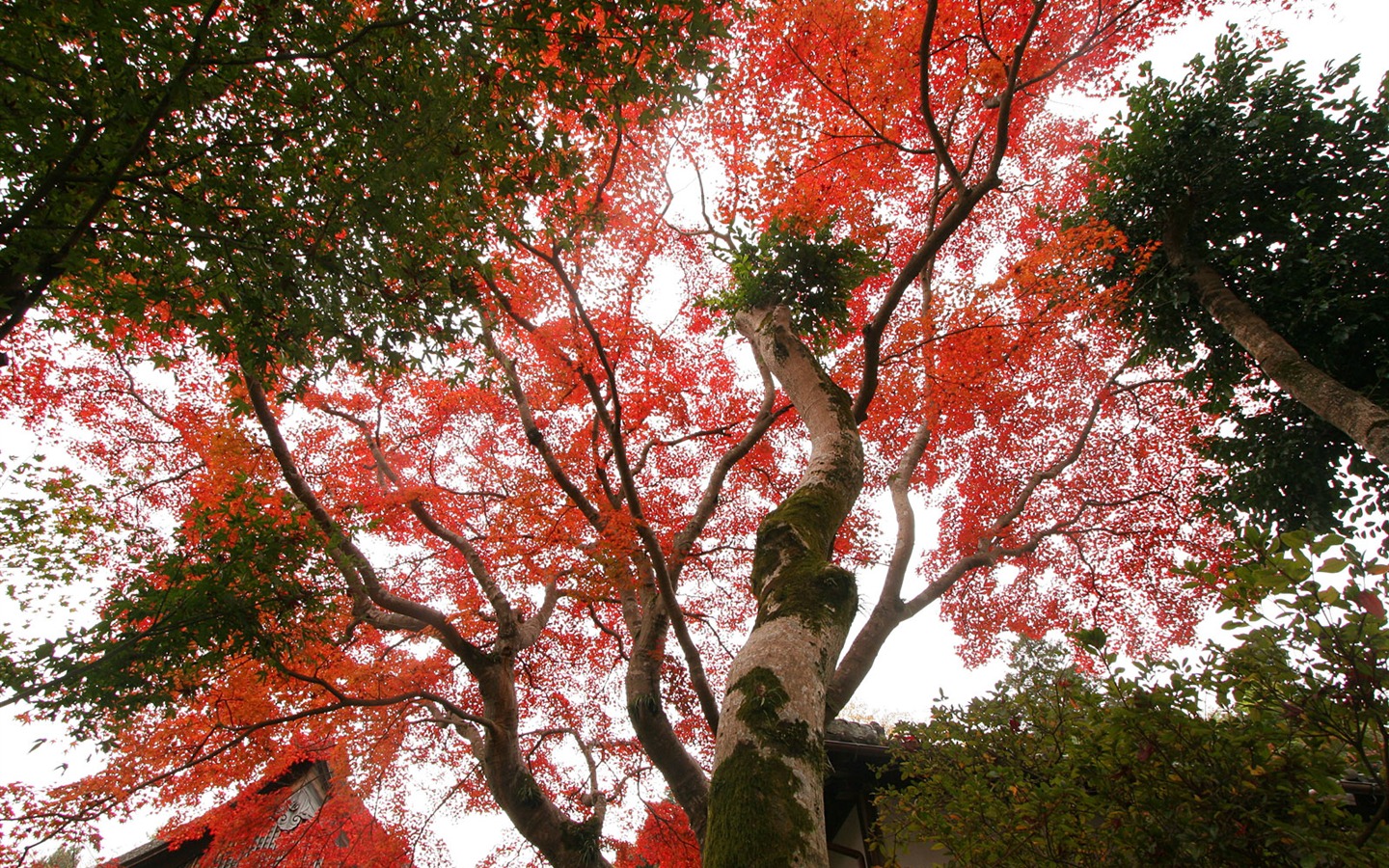美麗楓葉滿天壁紙專輯 #4 - 1440x900