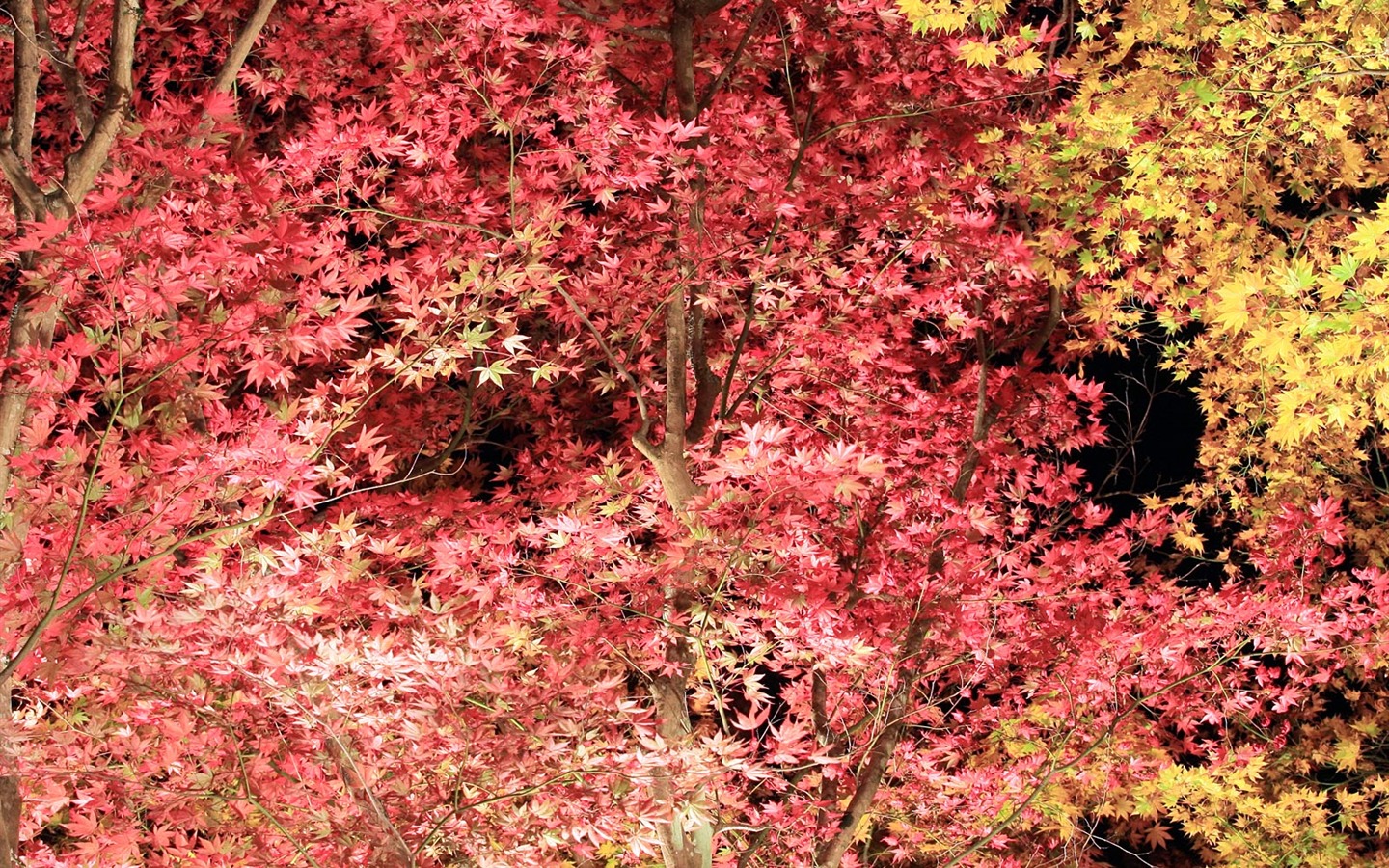 Beautiful Maple Leaf Wallpaper #5 - 1440x900