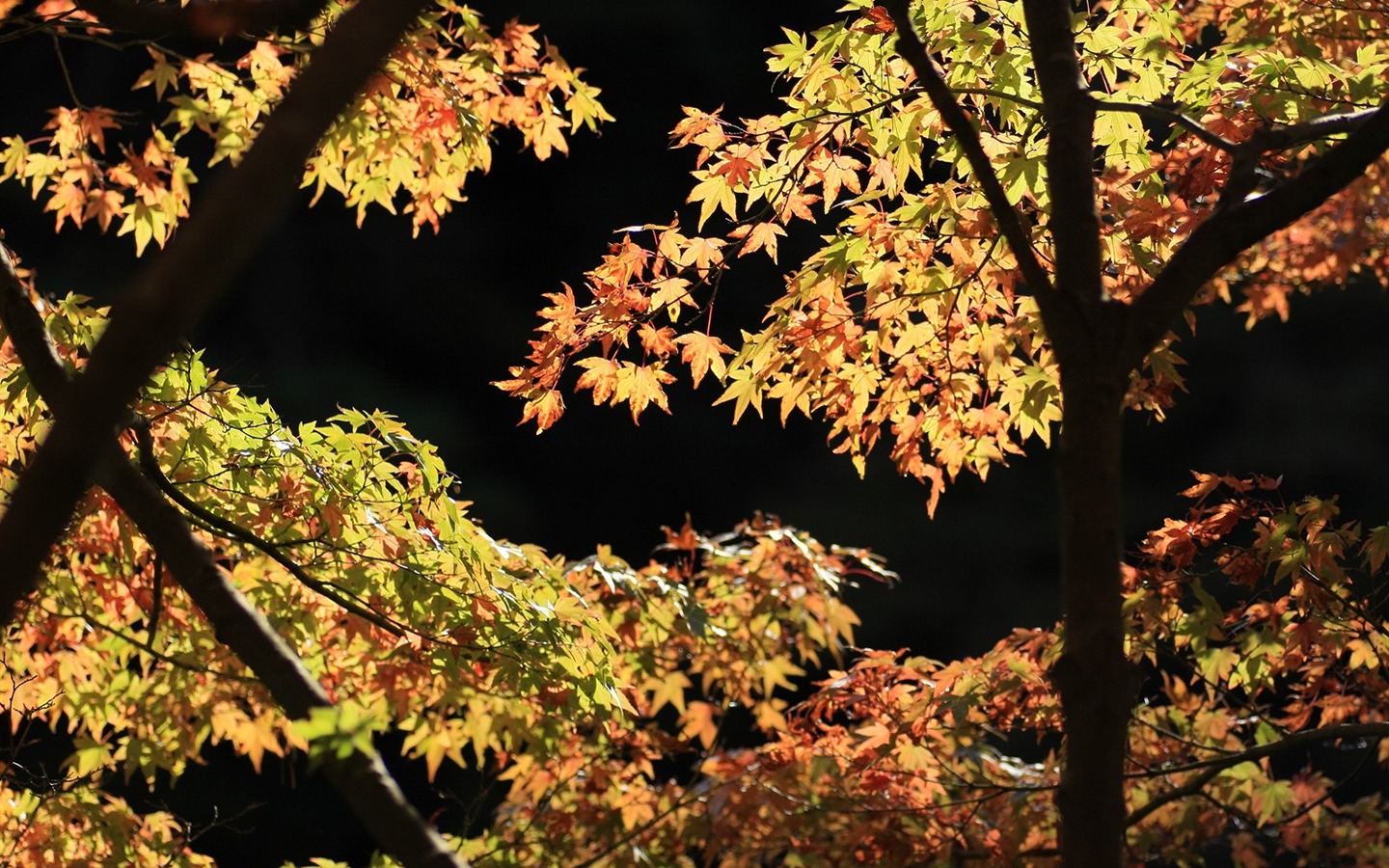 아름다운 단풍잎 바탕 화면 #11 - 1440x900
