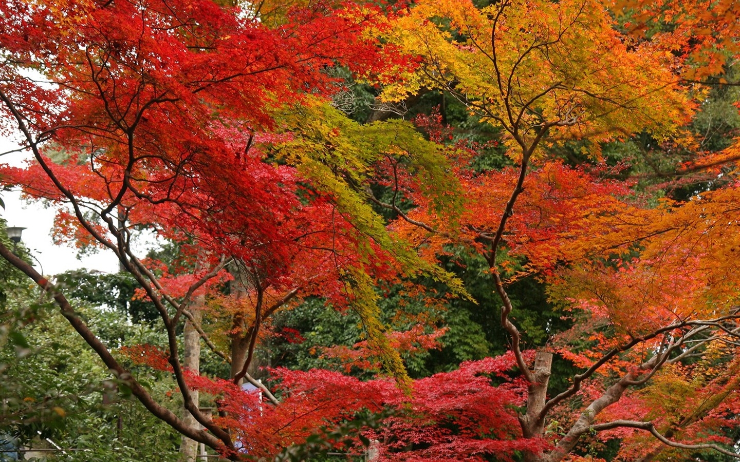 Fond d'écran Belle Feuille d'érable #14 - 1440x900