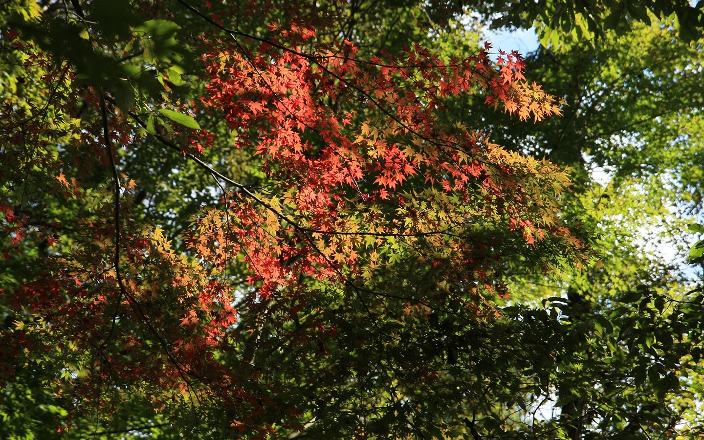 아름다운 단풍잎 바탕 화면 #18 - 1440x900
