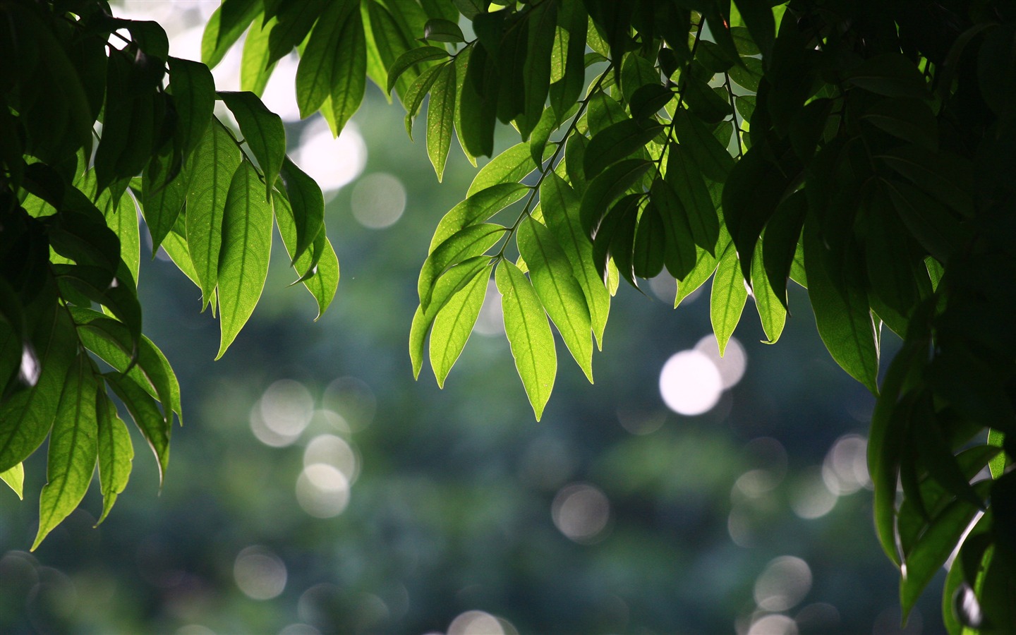 佳能 EOS 40D 样张壁纸 (评测样张)31 - 1440x900