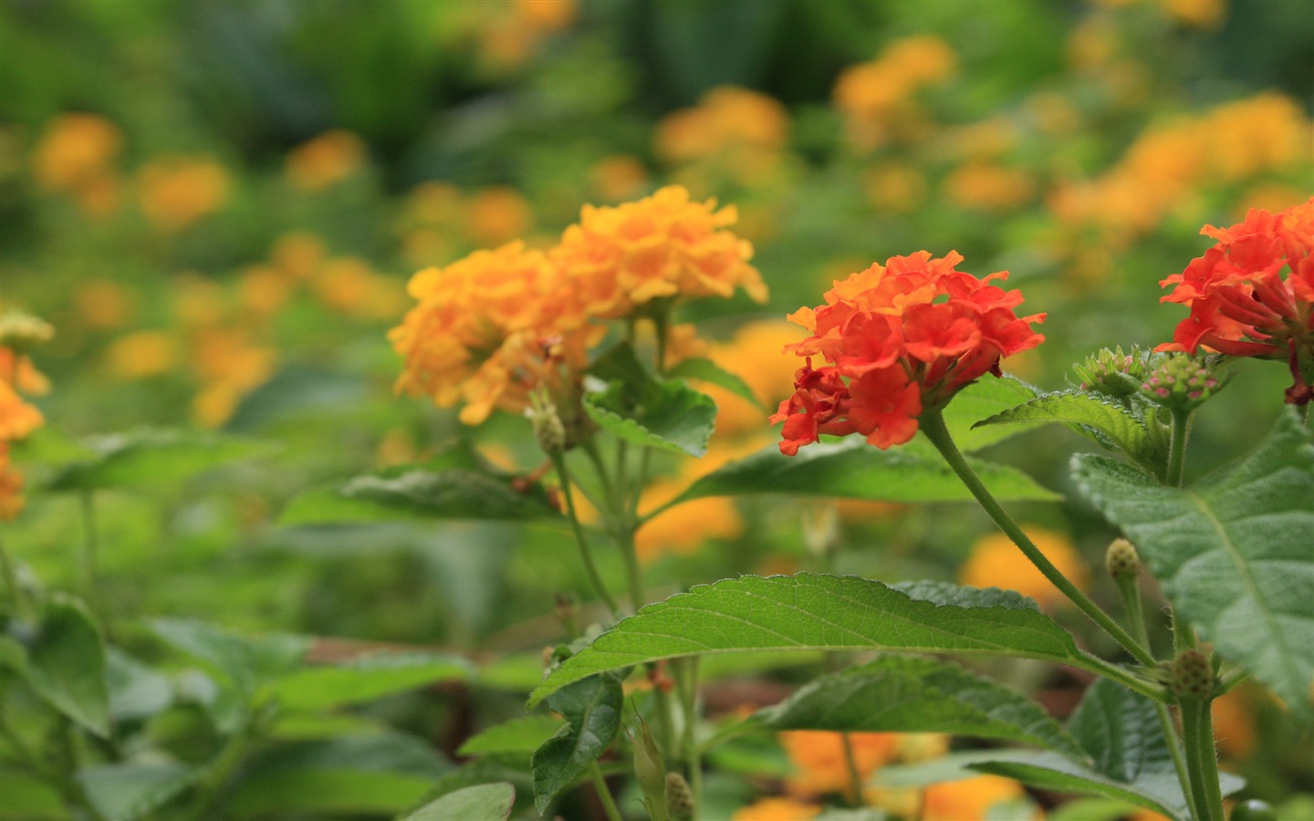 佳能 EOS 40D 样张壁纸 (评测样张)35 - 1440x900