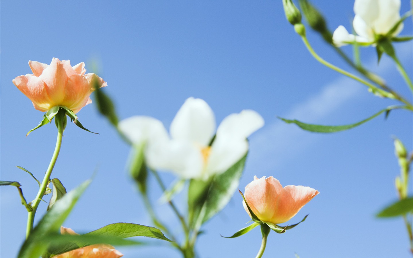 晴空下的鮮花 #2 - 1440x900