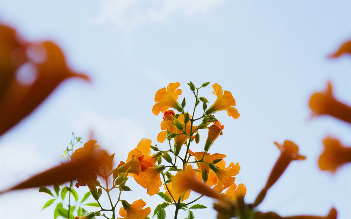 晴空下的鲜花3 - 1440x900