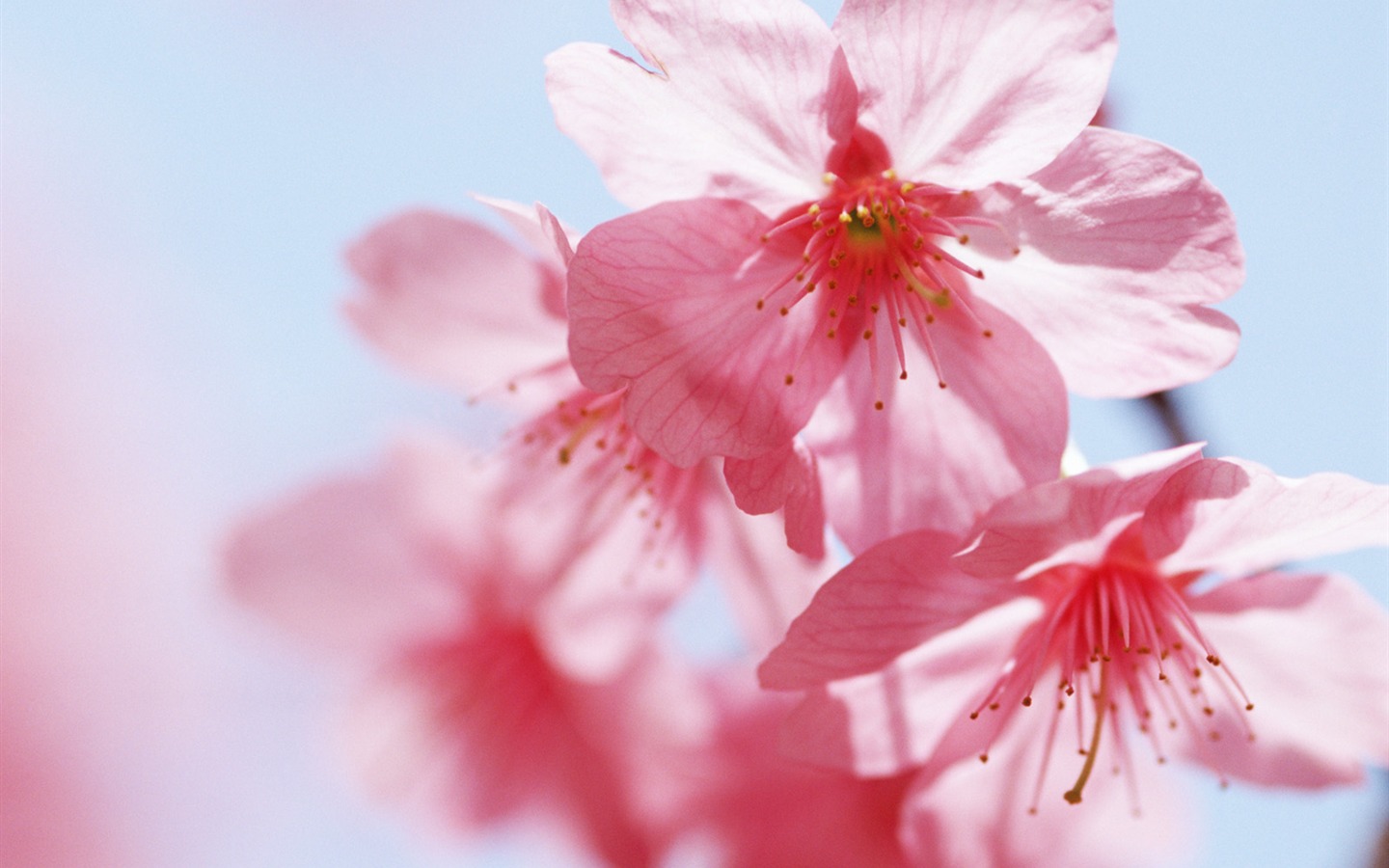 晴空下的鮮花 #15 - 1440x900