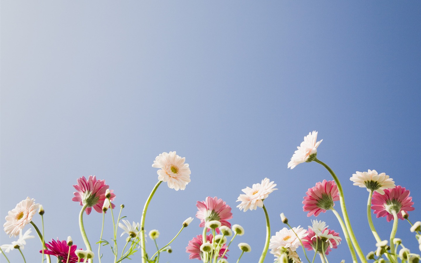 맑은 하늘 아래 꽃 #20 - 1440x900