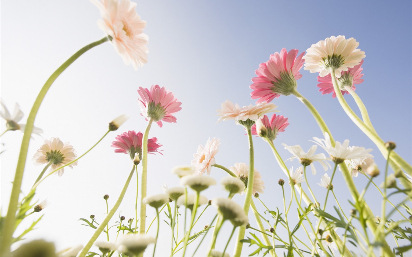 Under clear sky flowers #22 - 1440x900