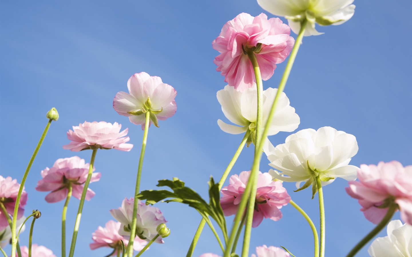 Bajo flores cielo despejado #26 - 1440x900