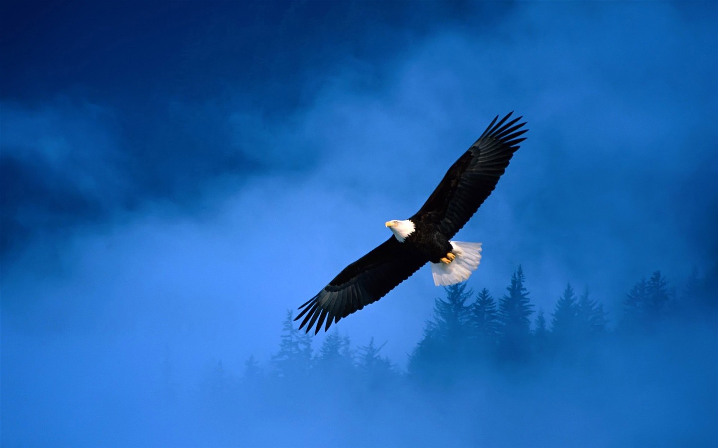 Zábava Svět zvířat #6 - 1440x900