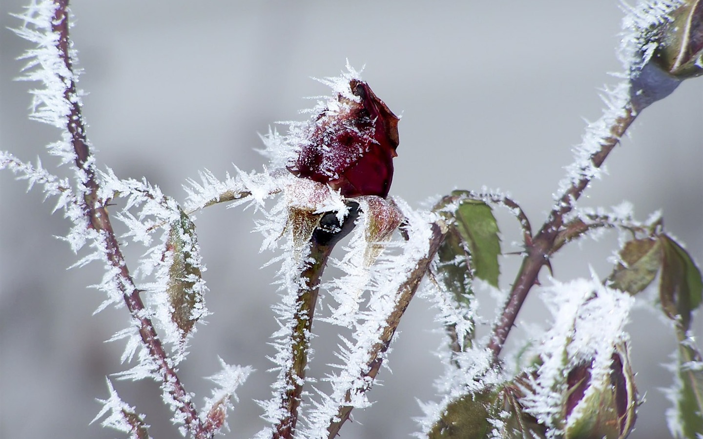 冰雪植物壁纸专辑6 - 1440x900