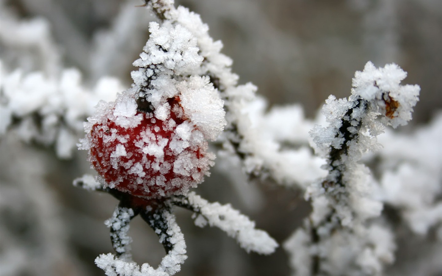 冰雪植物壁纸专辑7 - 1440x900