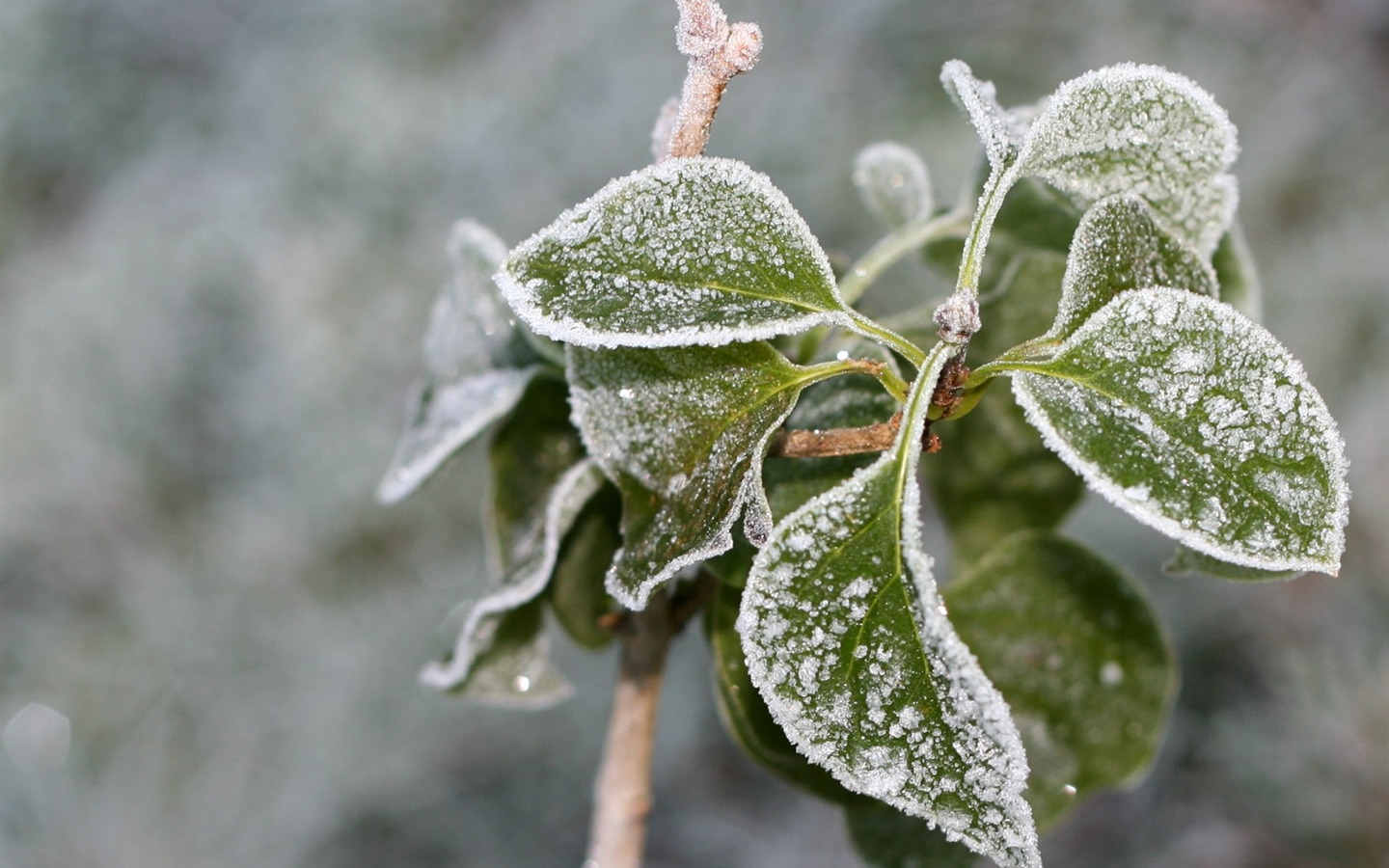 冰雪植物壁纸专辑8 - 1440x900