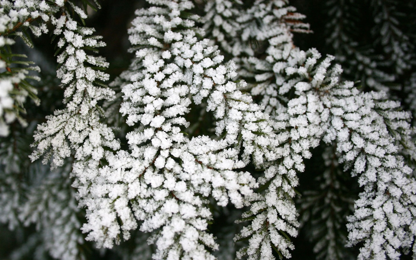 冰雪植物壁纸专辑9 - 1440x900