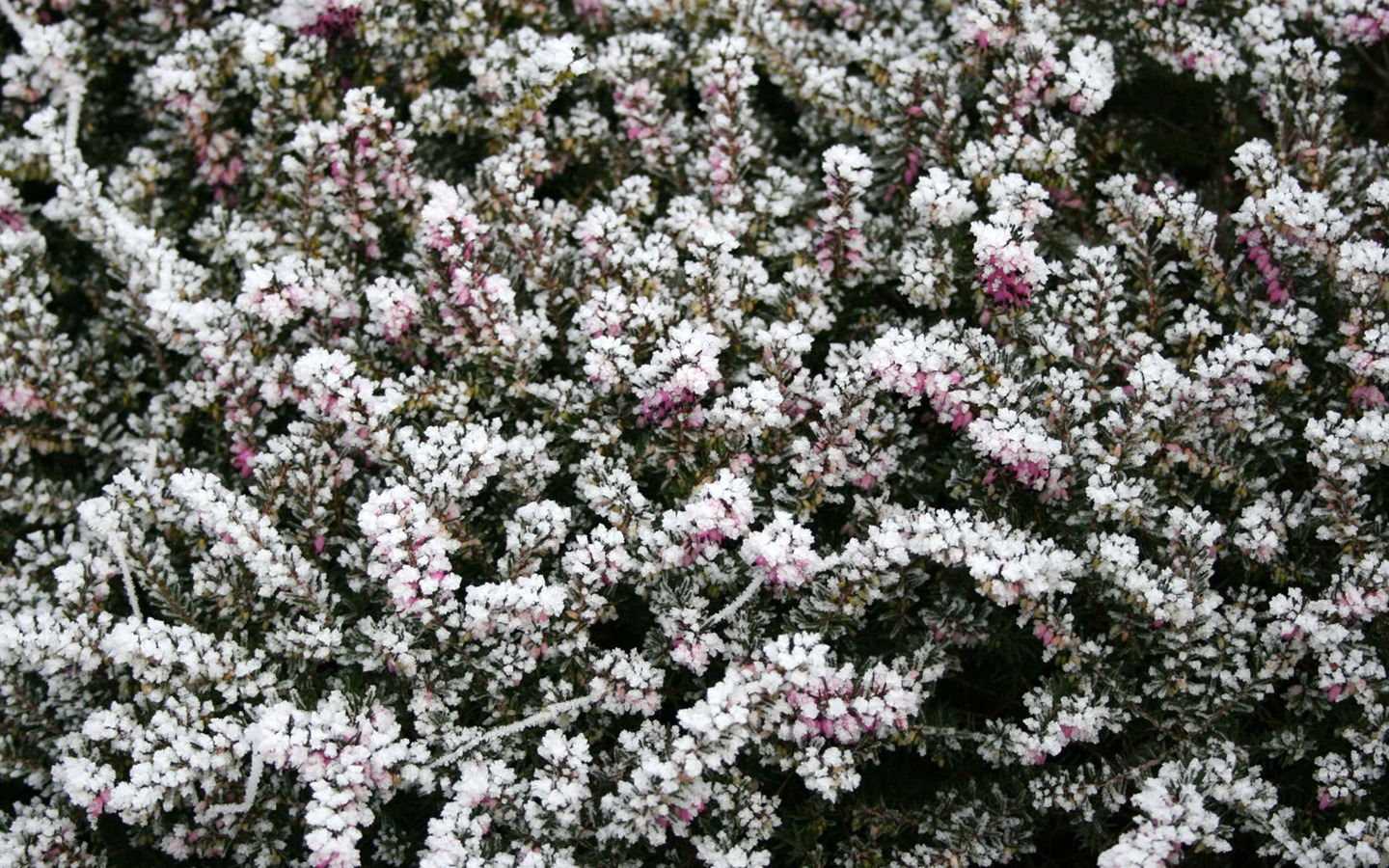 冰雪植物壁紙專輯 #10 - 1440x900