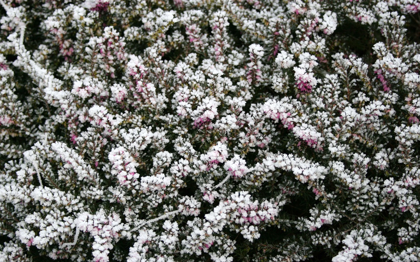 Ice plant Wallpapers Album #10 - 1440x900