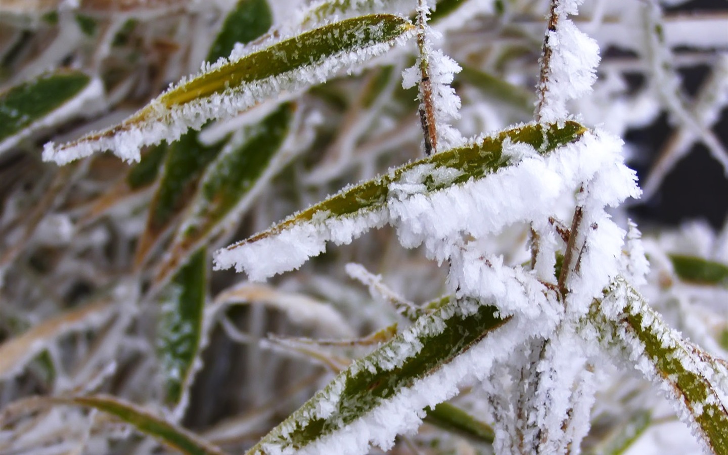 冰雪植物壁纸专辑11 - 1440x900