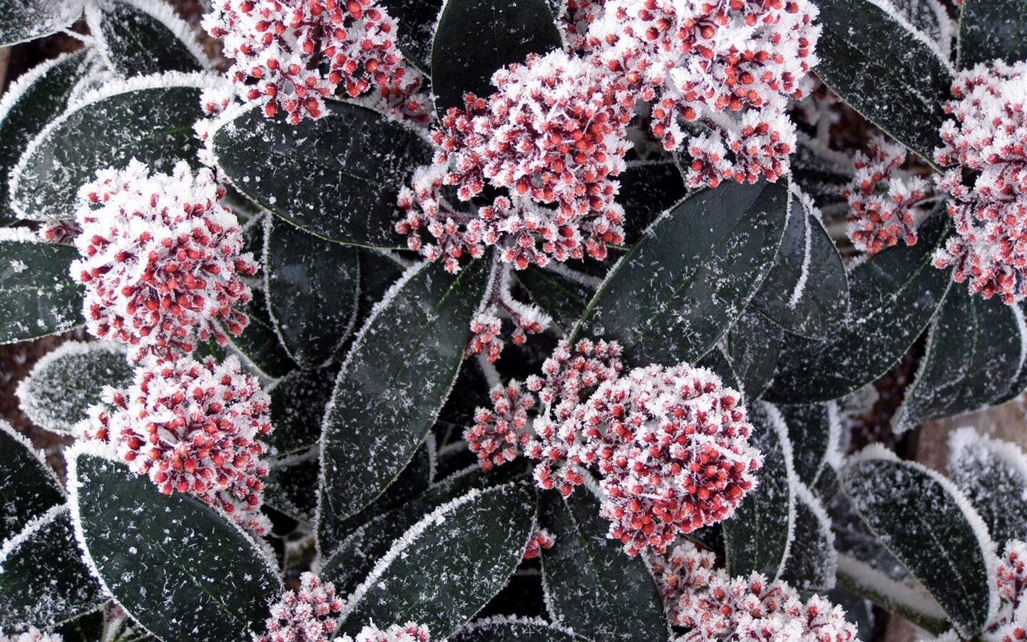 冰雪植物壁紙專輯 #12 - 1440x900
