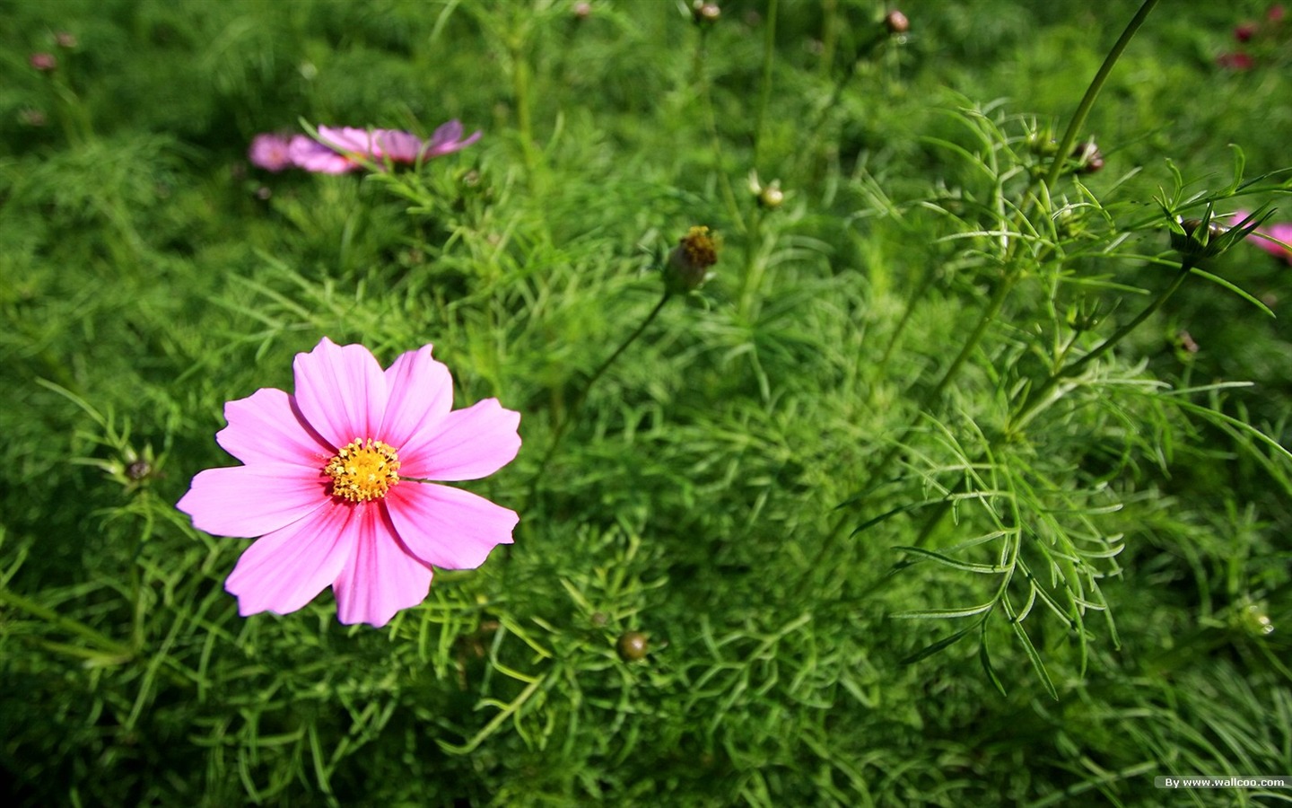 Autumn cosmos wallpaper #1 - 1440x900