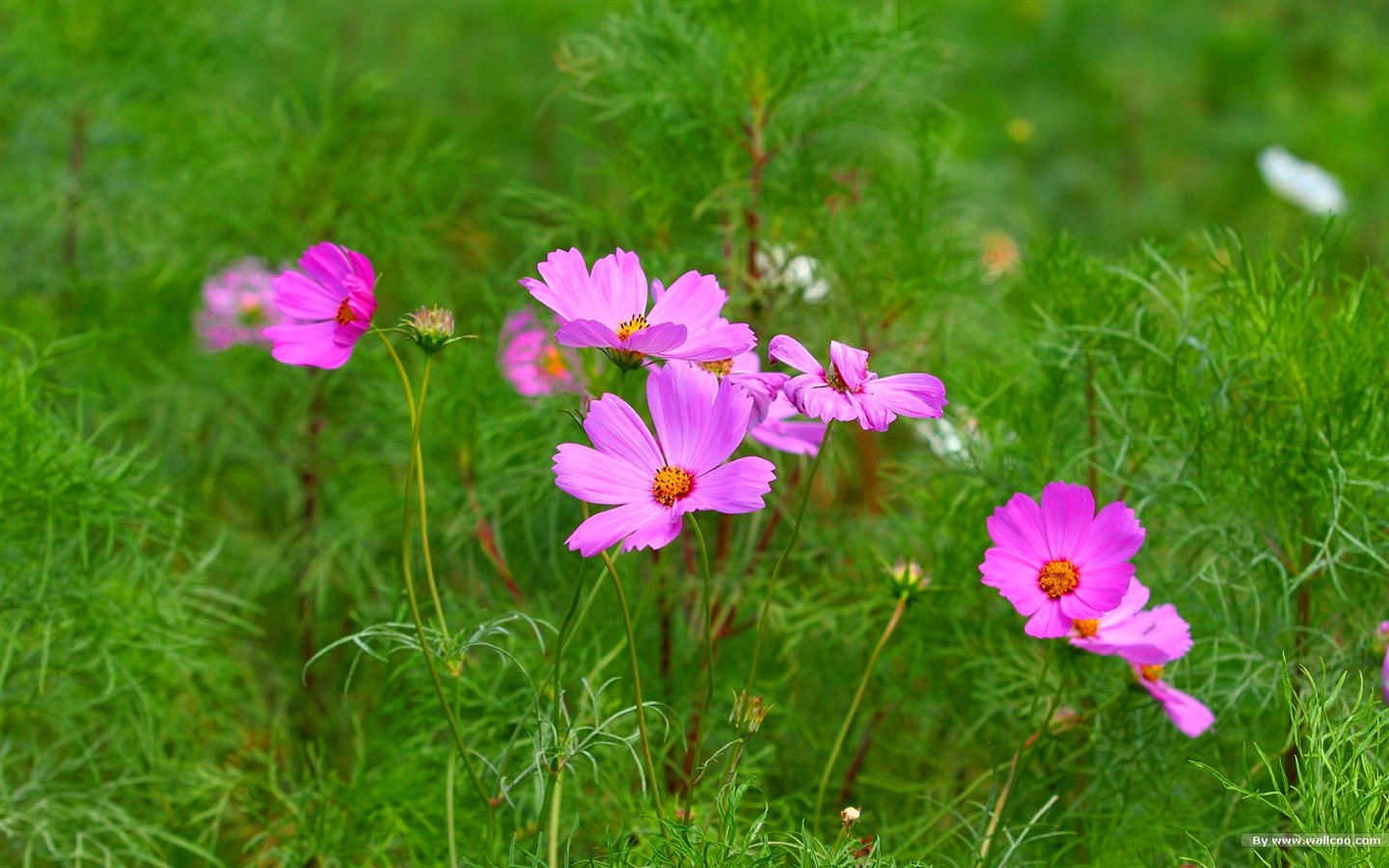 Otoño cosmos fondo de pantalla #2 - 1440x900