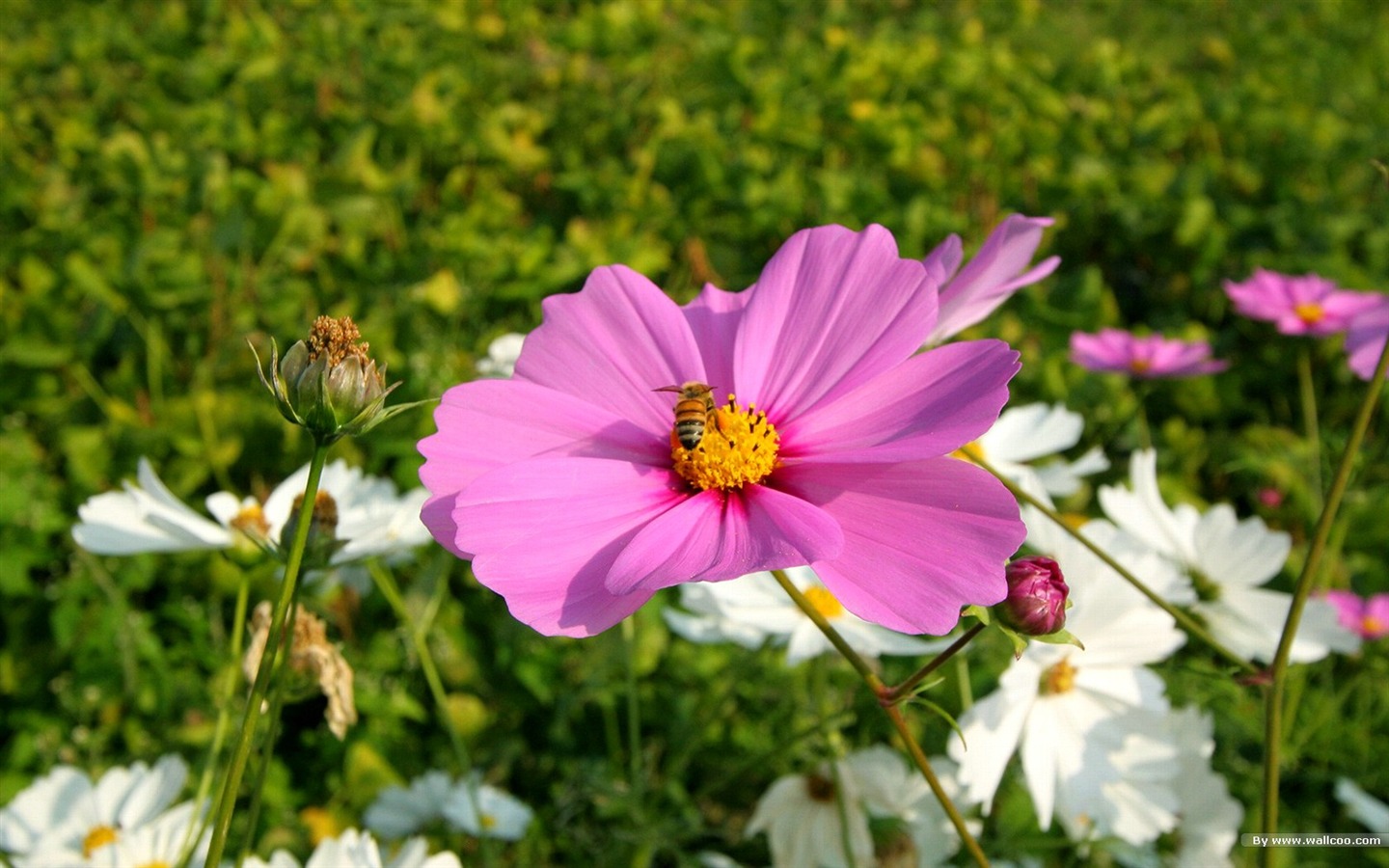 Autumn cosmos wallpaper #14 - 1440x900