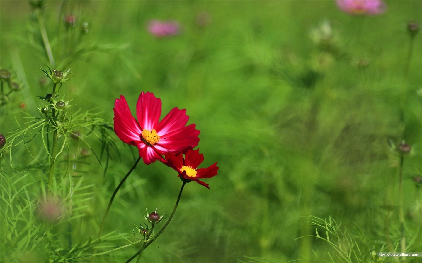 秋天的大波斯菊壁纸专辑18 - 1440x900