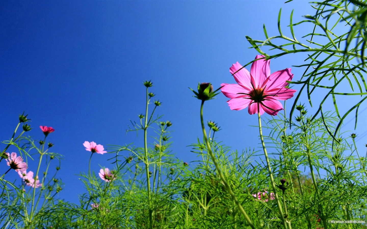 秋天的大波斯菊壁紙專輯 #20 - 1440x900