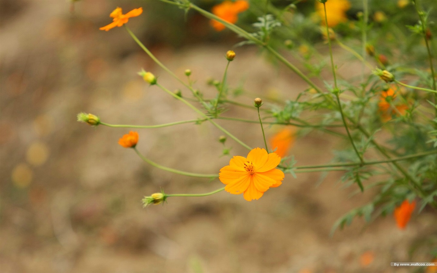 秋天的大波斯菊壁纸专辑22 - 1440x900