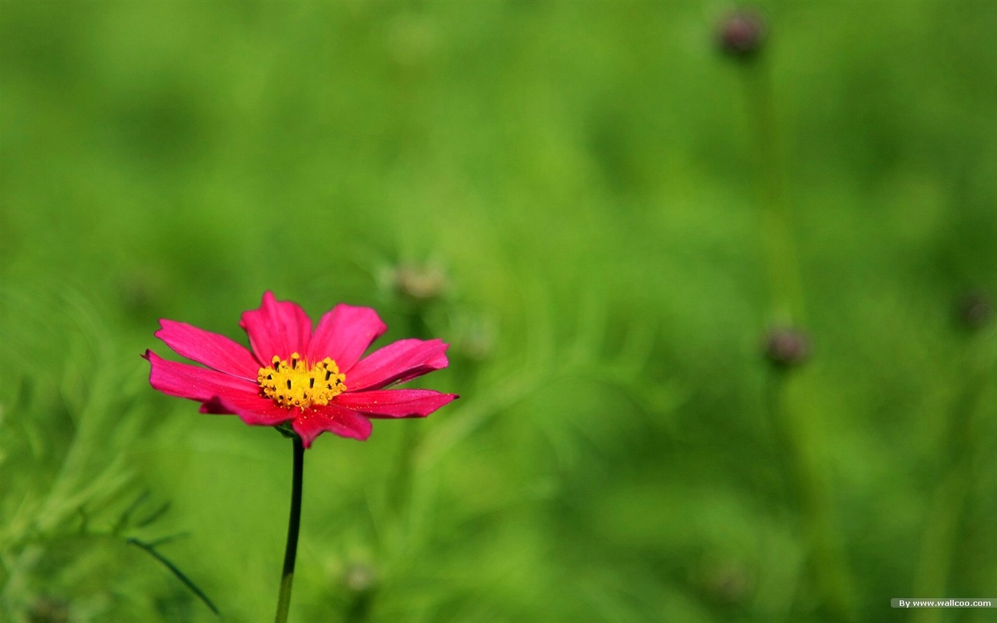 秋天的大波斯菊壁纸专辑25 - 1440x900