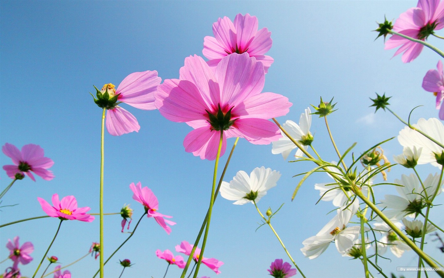 Autumn cosmos wallpaper #29 - 1440x900