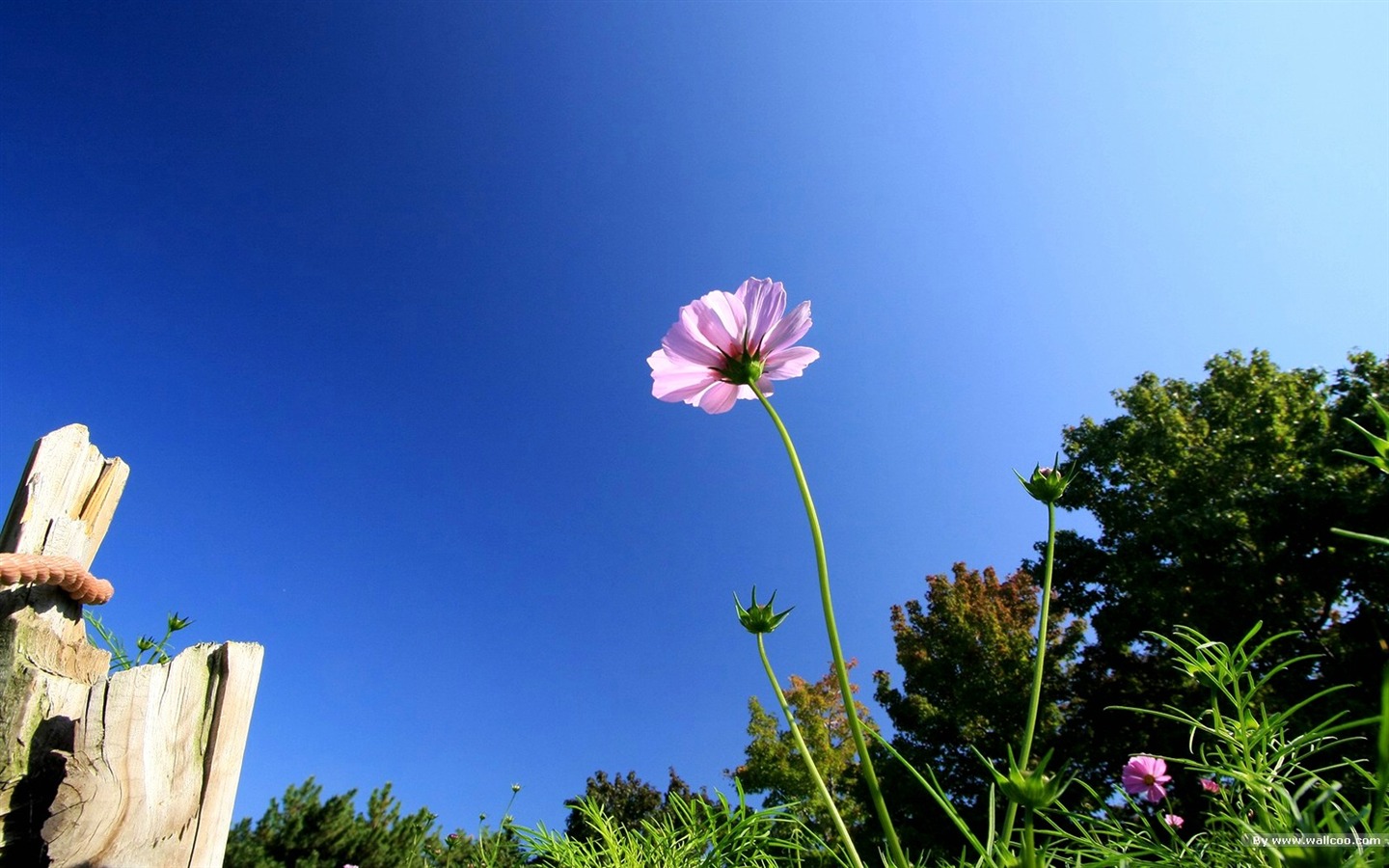 秋天的大波斯菊壁紙專輯 #30 - 1440x900