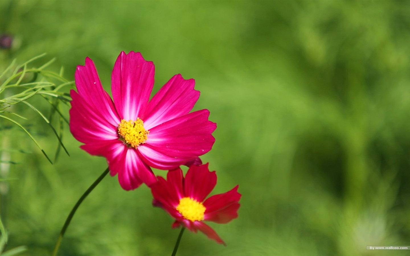 秋天的大波斯菊壁纸专辑35 - 1440x900