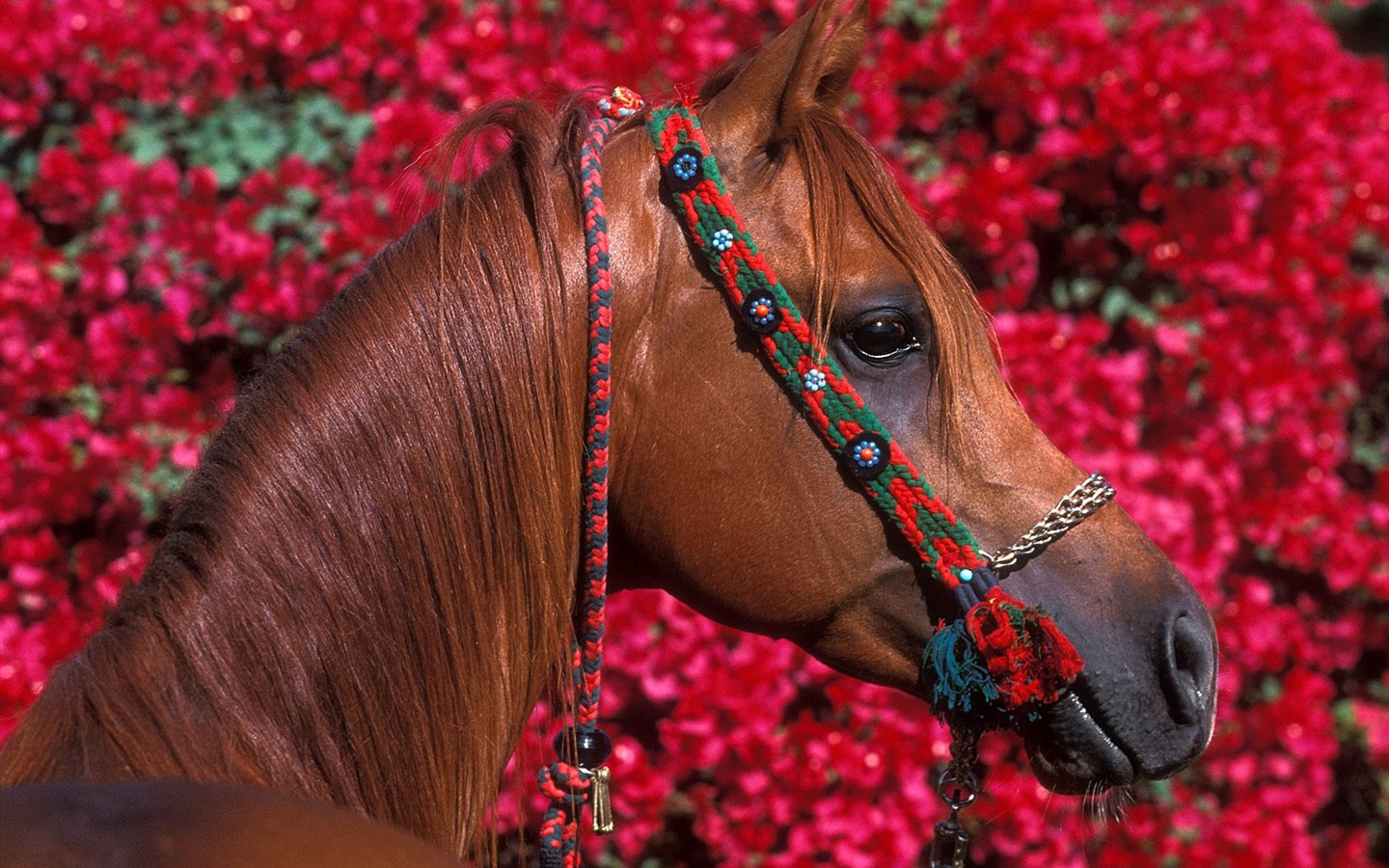 Horse Wallpaper Album #3 - 1440x900