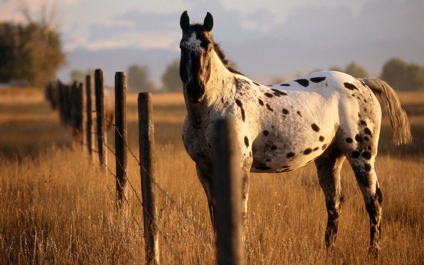 Album Fond d'écran Cheval #12 - 1440x900