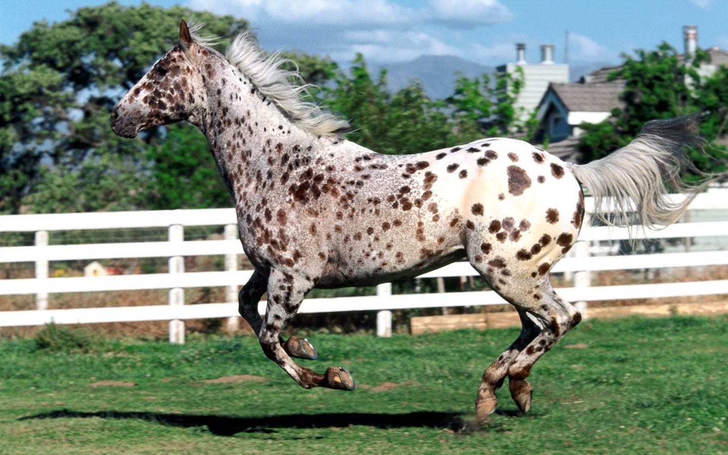 Album Fond d'écran Cheval #24 - 1440x900